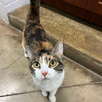 Calico Cats Available for Adoption in Shorewood, Illinois - Purrsilla | PetCurious