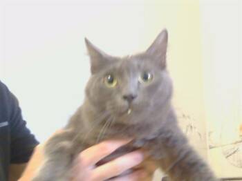 Domestic Medium Hair Cats Available for Adoption - VANESSA | PetCurious