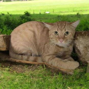 Rescue Domestic Short Hair Cats for Adoption in Sullivan, Indiana - Cheese Puff | PetCurious