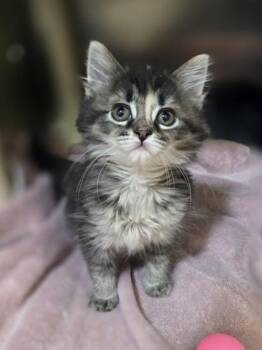 Sparkler -  Domestic Medium Hair and Domestic Short Hair Cat for Adoption in Westland, Michigan - Sparkler | PetCurious