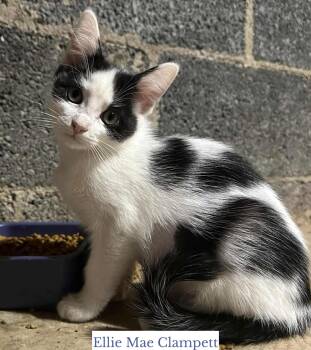 Rescue Domestic Short Hair Cats for Adoption in Berkeley Springs, West Virginia - Ellie Mae Clampett | PetCurious