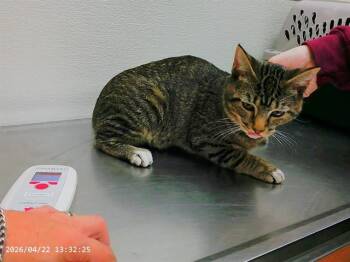 EDWARD -  Domestic Short Hair and Maine Coon Cat Available for Adoption in Oroville, California - EDWARD | PetCurious