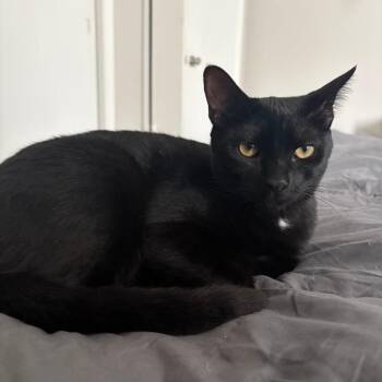 Binx -  Domestic Short Hair Cat for Adoption in Montgomery, Alabama - Binx | PetCurious