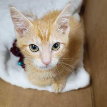 Buzz Of Excitement -  Domestic Short Hair Cat for Adoption in Davenport, Iowa - Buzz Of Excitement | PetCurious