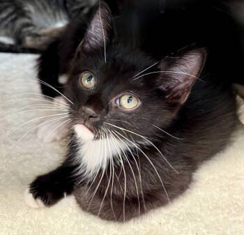 Bert (Bonded to Ernie) -  Domestic Short Hair Cat Available for Adoption in Milltown, New Jersey - Bert (Bonded To Ernie) | PetCurious