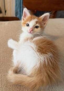 Domestic Long Hair Cats Available for Adoption in Beaverton, Oregon - Levi | PetCurious