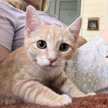 Rom -  Domestic Short Hair Cat for Adoption in Candler, North Carolina - Rom | PetCurious