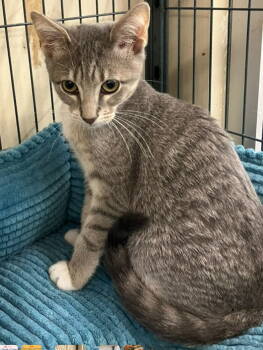 Rescue Domestic Short Hair Cats for Adoption in Smithtown, New York - TITAN | PetCurious