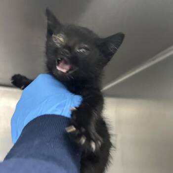 Domestic Short Hair Cats Available for Adoption - Ravioli | PetCurious