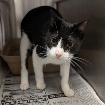 Domestic Short Hair Cats Available for Adoption - Bunk | PetCurious