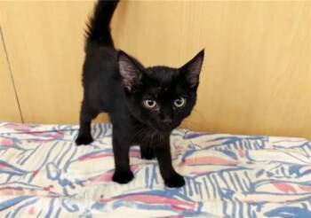 AVERY -  Domestic Short Hair Cat for Adoption in Brentwood, Missouri - AVERY | PetCurious