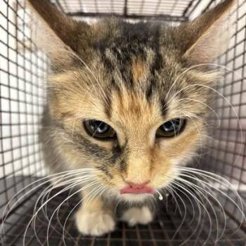 Domestic Medium Hair Cats Available for Adoption in Midland, Texas - Penny (FKA Beauty) | PetCurious