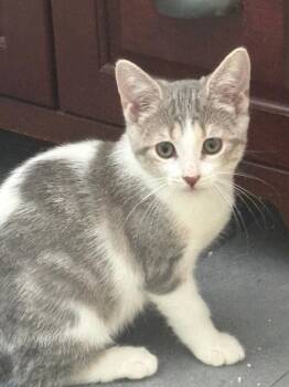 Divine -  Domestic Short Hair Cat for Adoption in Wayne, New Jersey - Divine | PetCurious