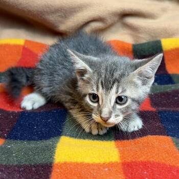 Grayley -  Domestic Short Hair Cat for Adoption in San Antonio, Texas - Grayley | PetCurious