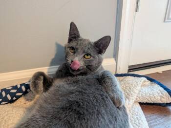 Huck -  Domestic Short Hair Cat for Adoption in Harpers Ferry, West Virginia - Huck | PetCurious