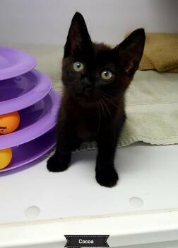 Rescue Domestic Short Hair Cats for Adoption in Key Largo, Florida - Cocoa | PetCurious
