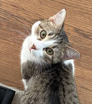 Turnip -  Domestic Short Hair Cat for Adoption in Lenexa, Kansas - Turnip | PetCurious