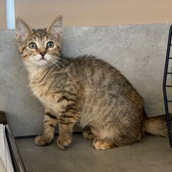 Rescue Domestic Short Hair Cats for Adoption - Shadow (fka Shadowcat) | PetCurious