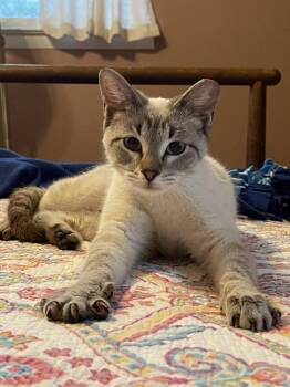 Siamese and Domestic Short Hair Cats Available for Adoption in Richardson, Texas - Dolly Purrton | PetCurious