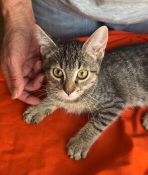 Rescue Abyssinian and Tabby Cats for Adoption - Charlie 4-months Old | PetCurious