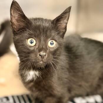 Moon -  Domestic Short Hair Cat for Adoption in Jackson Township, New Jersey - Moon | PetCurious