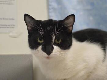 Geisha -  Domestic Short Hair Cat for Adoption in Portland, Oregon - Geisha | PetCurious