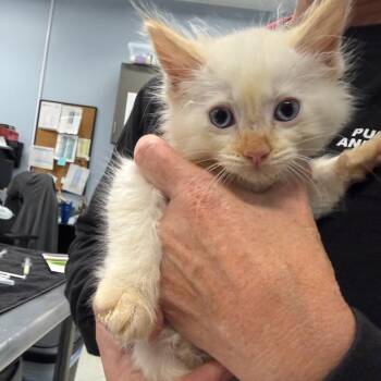 Domestic Medium Hair Cats Available for Adoption in Milton, Florida - Beach Boy | PetCurious