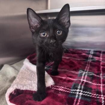 Secret 29814 -  Domestic Short Hair Cat for Adoption in Middleburg, Florida - Secret 29814 | PetCurious