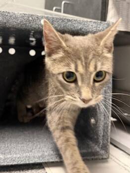 Caroline -  Domestic Short Hair Cat for Adoption in Henderson, North Carolina - Caroline | PetCurious