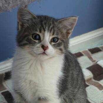 Domestic Short Hair Cats Available for Adoption in South Elgin, Illinois - Fluttershy | PetCurious