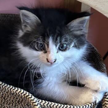 Louie -  Domestic Medium Hair Cat for Adoption in Santa Fe, New Mexico - Louie | PetCurious