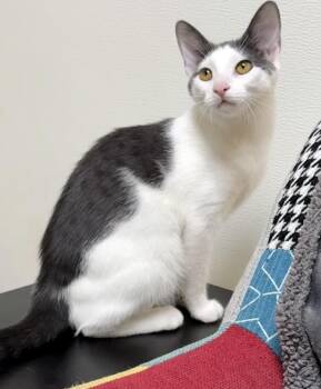 Rescue Domestic Short Hair Cats for Adoption in Gary, Indiana - Sushi | PetCurious