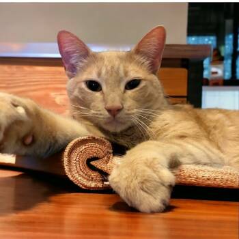 Rescue Tabby and Domestic Short Hair Cats for Adoption in Dallas, Texas - Logan | PetCurious