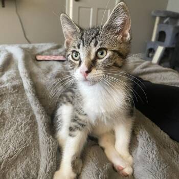 Rescue Domestic Short Hair Cats for Adoption in Plainfield, Illinois - Sesame | PetCurious