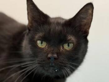 Domestic Short Hair Cats Available for Adoption in Portland, Oregon - Santana | PetCurious