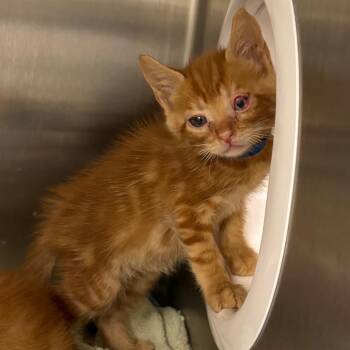 Maurice -  Domestic Short Hair Cat for Adoption in West Palm Beach, Florida - Maurice | PetCurious