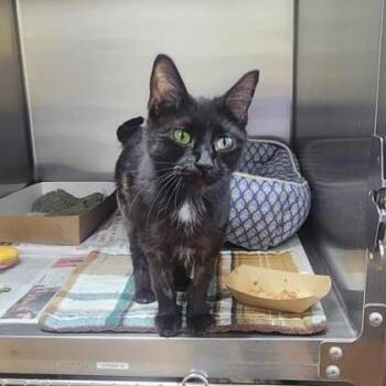 Domestic Short Hair Cats Available for Adoption in Phoenixville, Pennsylvania - Ebony | PetCurious
