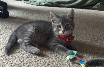 Domestic Short Hair Cats Available for Adoption in Lemont, Illinois - Miranda | PetCurious