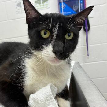 Rocky-Socks -  Domestic Short Hair Cat for Adoption in Corpus Christi, Texas - Rocky-Socks | PetCurious