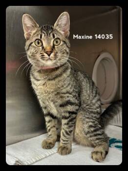 Rescue Domestic Short Hair Cats for Adoption in Marietta, Georgia - MAXINE | PetCurious