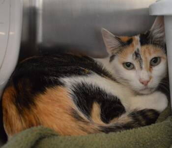 Lo Mein -  Domestic Short Hair Cat for Adoption - Lo Mein | PetCurious
