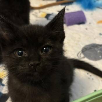 Colonel Mustard -  Domestic Short Hair Cat for Adoption in Beaverton, Oregon - Colonel Mustard | PetCurious