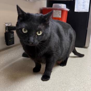 Winter -  Domestic Short Hair Cat for Adoption in Great Falls, Montana - Winter | PetCurious