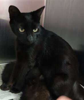 SJIJI -  Domestic Short Hair Cat for Adoption in Jacksonville, Florida - SJIJI | PetCurious