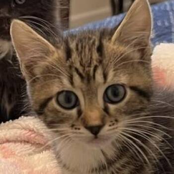 Grayson -  Domestic Medium Hair Cat for Adoption in Cumming, Georgia - Grayson | PetCurious