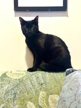 Rescue Domestic Short Hair Cats for Adoption in New York, New York - Potato Chip: Sleek Black Panther Kitten | PetCurious
