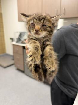 Mochi -  Domestic Short Hair Cat for Adoption in Greenfield, Indiana - Mochi | PetCurious
