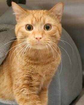 Herb -  Domestic Short Hair Cat for Adoption in Fishers, Indiana - Herb | PetCurious
