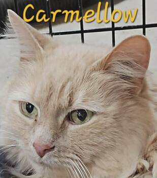 Domestic Long Hair Cats Available for Adoption - Carmellow | PetCurious