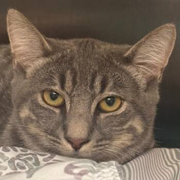 Scott -  Domestic Short Hair Cat for Adoption in East Hanover, New Jersey - Scott | PetCurious